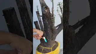 3tr bao ship e cẩm thị dáng rừng LH 0366169369 zalo