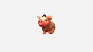 pig1