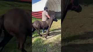 Little black beauty 🥰 