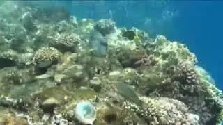 Отель Siva Sharm Resort & Spa 5* (ex.Savita Resort & Spa) Египет, Шарм-эль-Шейх