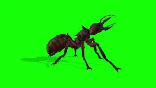 Insect/green screen.