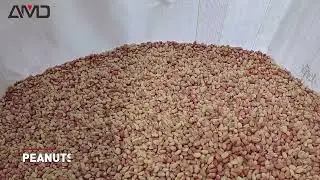 AMD Skinless Peanuts Sorting/Sortex Solution With Deep Learning Technology