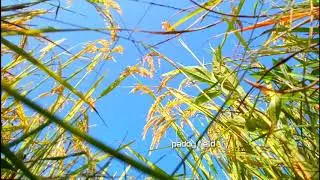 #PaddyField  paddy field nepal// धान को लह  -लह नेपाल को धान।
