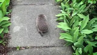 Hedgehog