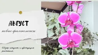 Новые фаленопсисы🌸 Покупки августа🛍️ Обзор цветущих растений🪴