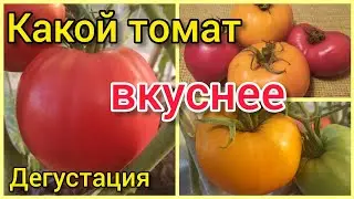 Дегустация томатов.Жëлтая Империя и Сахарная Настасья.