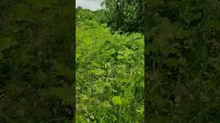 Второй год борьбы с борщевиком Сосновского.