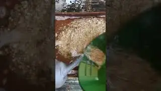 (BAD) Cornish Gold Paydirt