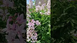 Ясенец (Неопалимая купина)🌸