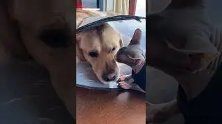 Кошачья медицина😁