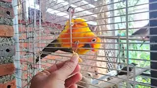 Give food to  Parrots 🦜 and doves🕊️