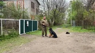 Немецкая овчарка 6 месяцев Ральф! Отработка команды ко мне!