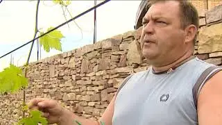 Как сберечь урожай винограда.