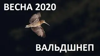 ВЕСНА 2020. ВАЛЬДШНЕП.