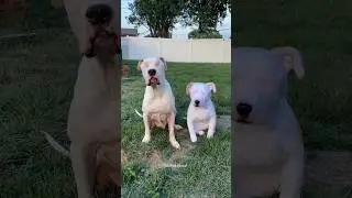 Dog needs his eyes back 🥹🥰