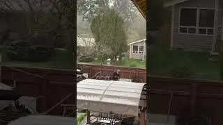 Белые мухи в Вашингтоне