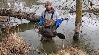 Beaver Trapping a Micro Pond