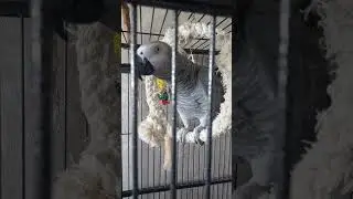 Попугай Гоша#Хорошка. Честное слово? ))