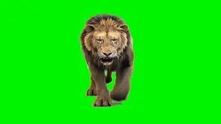 Lion Green screen effects | male lion | best greenscreen | greenscreen video