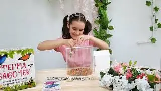Выращиваем бабочек дома Ферма бабочек