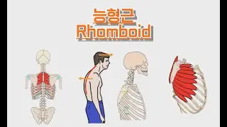 능형근/마름근/Rhomboid muscle 완전 정복!