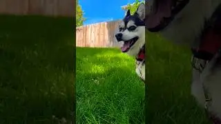Husky mini on a weekend summer afternoon