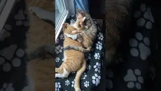 Our Two Cats are in Love ❤️