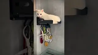 Этот кот никогда не встречает хозяйку у двери 🐱