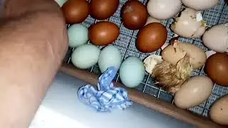 Неоднократное длительное отключение электричества сказалось на результате инкубации.