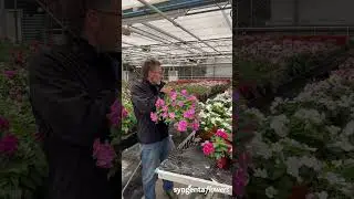 Joan Miquel Torruella - Vinca Cora Cascade XDR | Viridalia 2024