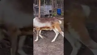 🤔 Вернуться в тайгу