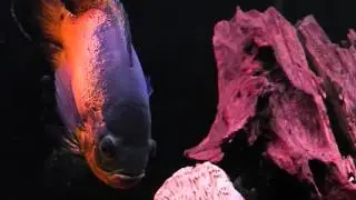 Oscar fish / growth