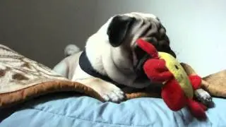 Oliver - pug and a flower