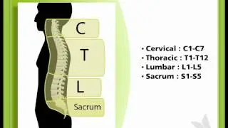SCI & You 1.3-Levels of Injury