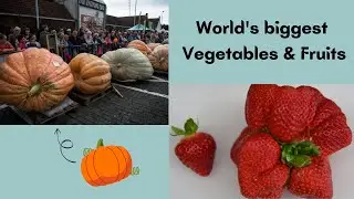 5 Biggest Fruits & Vegetables Ever Created| Funpectationfad