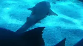 Стамбульский аквариум, рекомендую к посещению, отличное место !