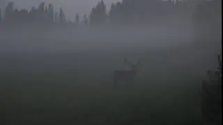 Jelen pred zoru na polju punom prepelica