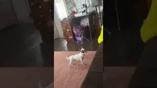 Он так и не смог…. #венчикптенчик #чихуахуа