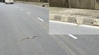 We Helped King Cobra to Cross Highways...Nagg Spotted on Highways Cobra Crossing Road Highways