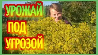УЖАС ! Самый заросший огород !