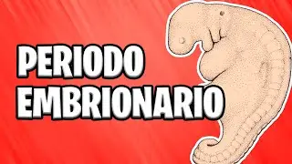 ✅ FROM THE THIRD TO THE EIGHTH WEEK | EMBRYONIC PERIOD 📚 ORGANOGENESIS | GERM LAYERS