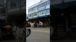 WHITE HORSE || KUDA BENDI KOTA BUKITTINGGI || 