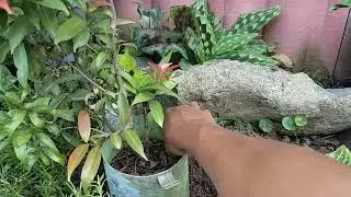 Pindah Posisi Tanaman Pucuk Merah Hasil Stek Batang