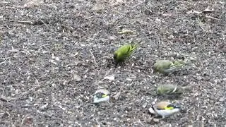 Ребята на кормежке