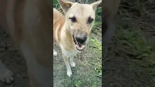 Dog funny moments 🤣🤣😂😂🤣🤣😌😂🤣🤣😂😂🤣🤣😂😂🤣🤣😂😂