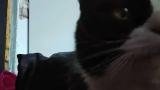 Знакомства  с  Котом   Сажиком😁
