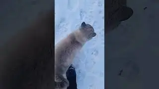 зимой