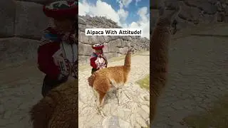 This alpaca at the ruins in Sacsayhuaman in Peru has attitude. Or he just wants to ignore me 🙈