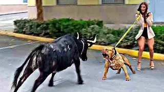 50 Hero Animals that Saved Human Lives at the Perfect Time!