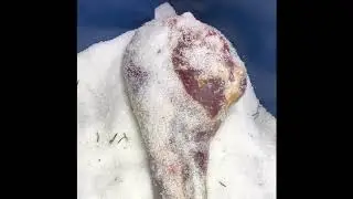 Хамон из баранины или вяленное мясо баранины, засолка (ч.1)